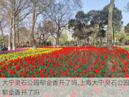 大宁灵石公园郁金香开了吗,上海大宁灵石公园郁金香开了吗