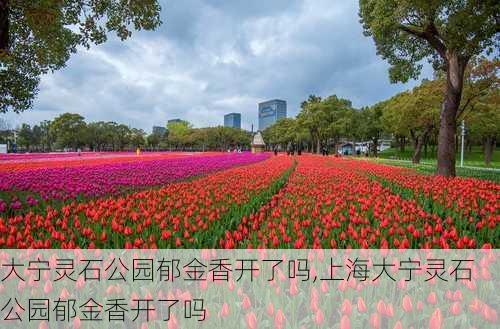 大宁灵石公园郁金香开了吗,上海大宁灵石公园郁金香开了吗
